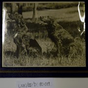 Cover image of [Unidentifed dogs in grass, possibly Norman Luxton's dogs  Barney and Larry]
